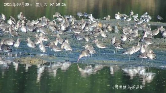 首批候鳥抵達(dá)廣東。