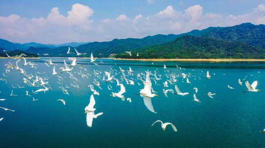 鷺戲湖水。